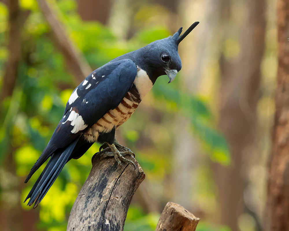 Black Baza