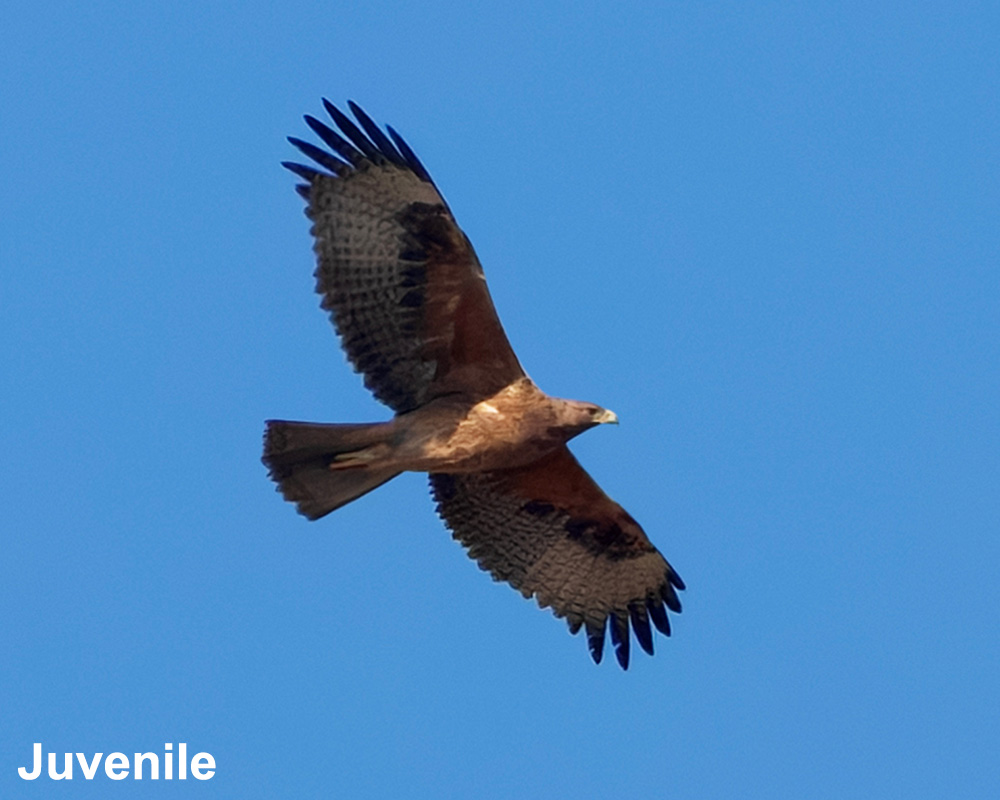 Bonelli's Eagle