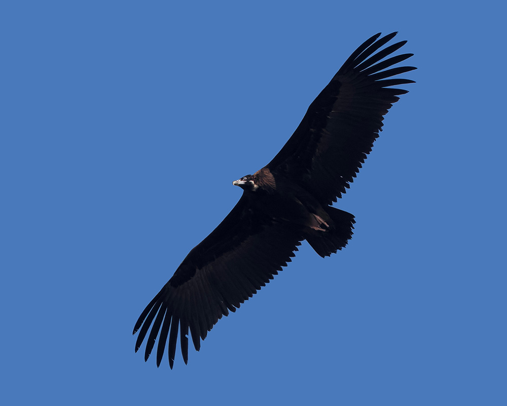 Cinereous Vulture