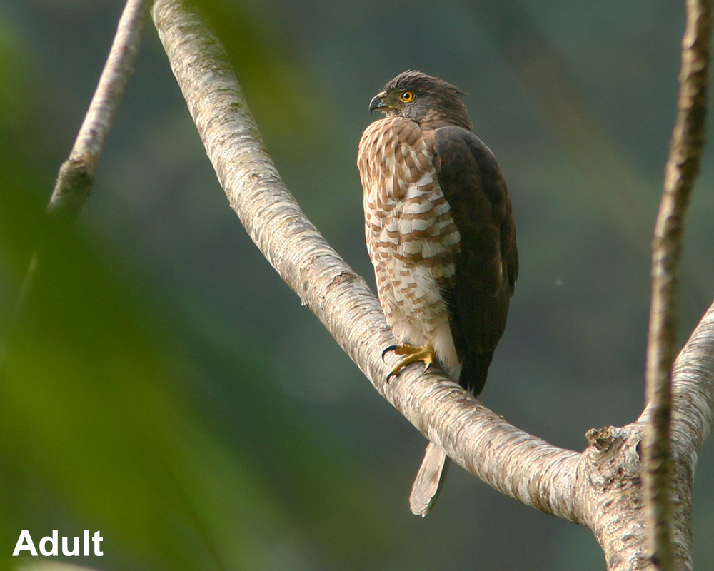 Crested Goshawk