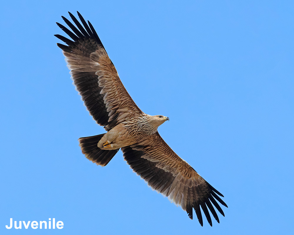 Eastern Imperial Eagle