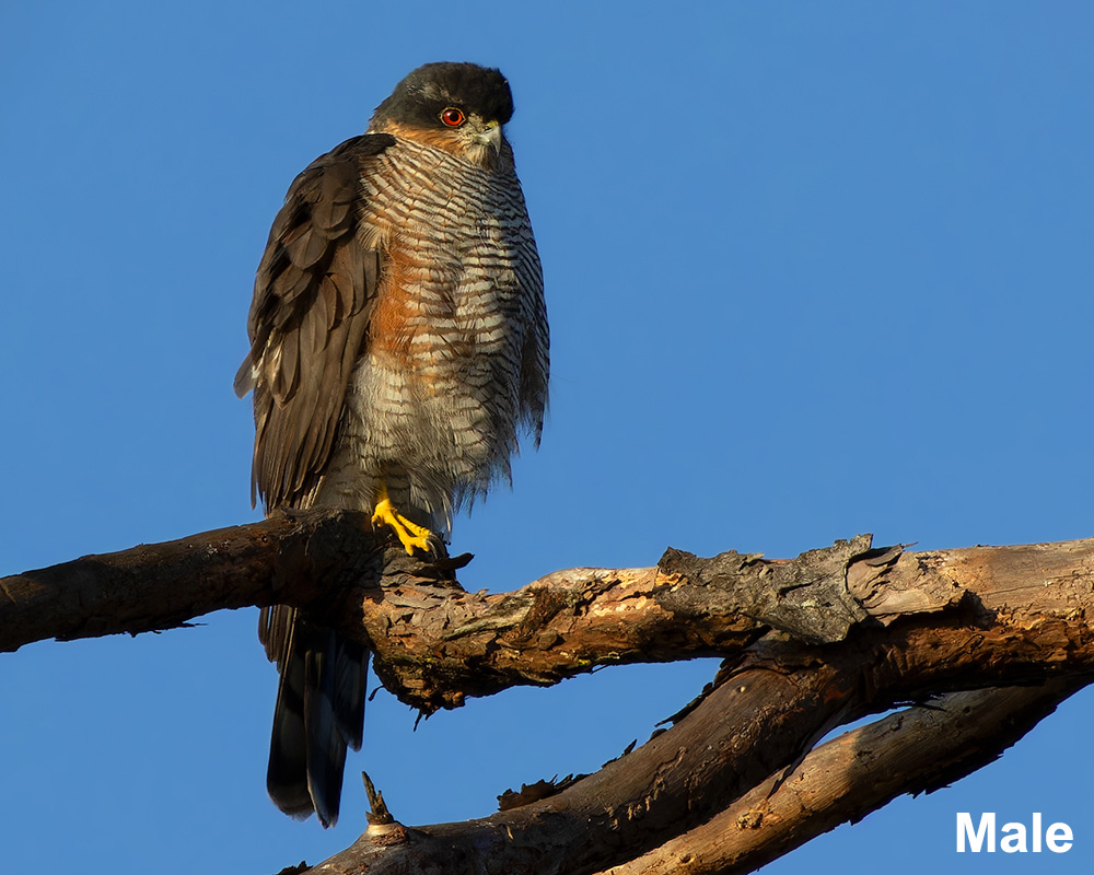 Eurasian Sparrowhawk