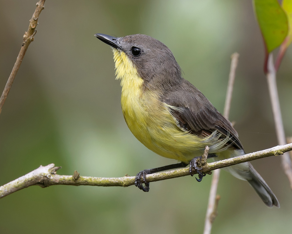 Golden-bellied Gerygone