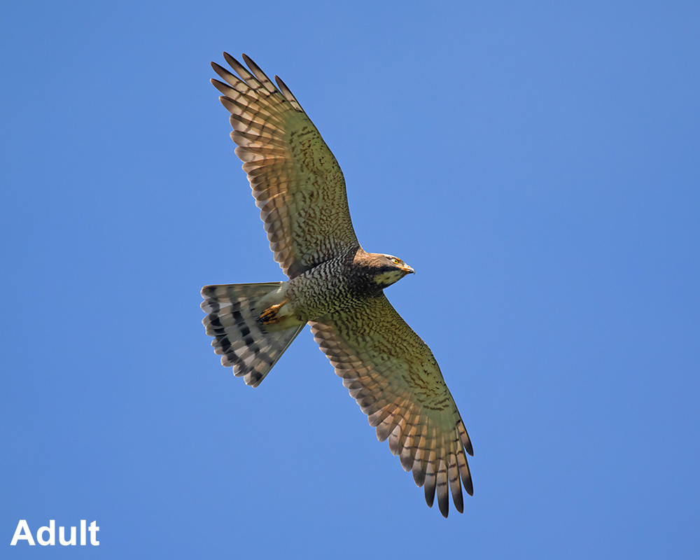 Grey-faced Buzzard