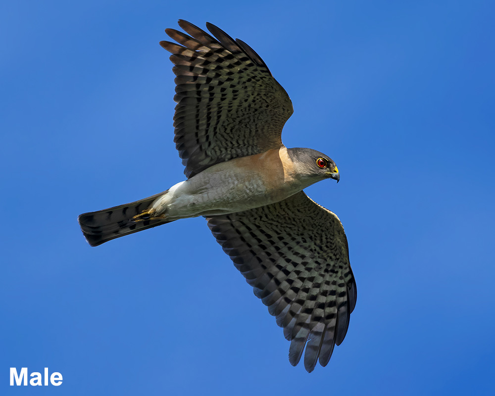 Japanese Sparrowhawk