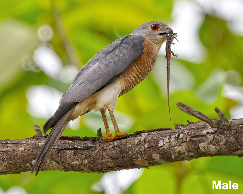 Shikra