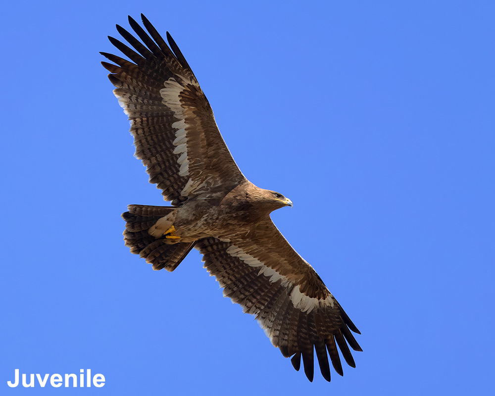 Steppe Eagle