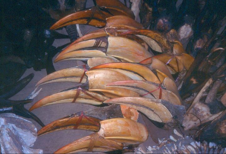 การค้านกป่า… เมื่อธรรมชาติถูกย่ำยี (1)