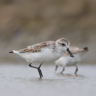 โครงการนกชายเลนปากช้อน Protecting the Spoon-billed Sandpiper in the East Asian-Australasian Flyway