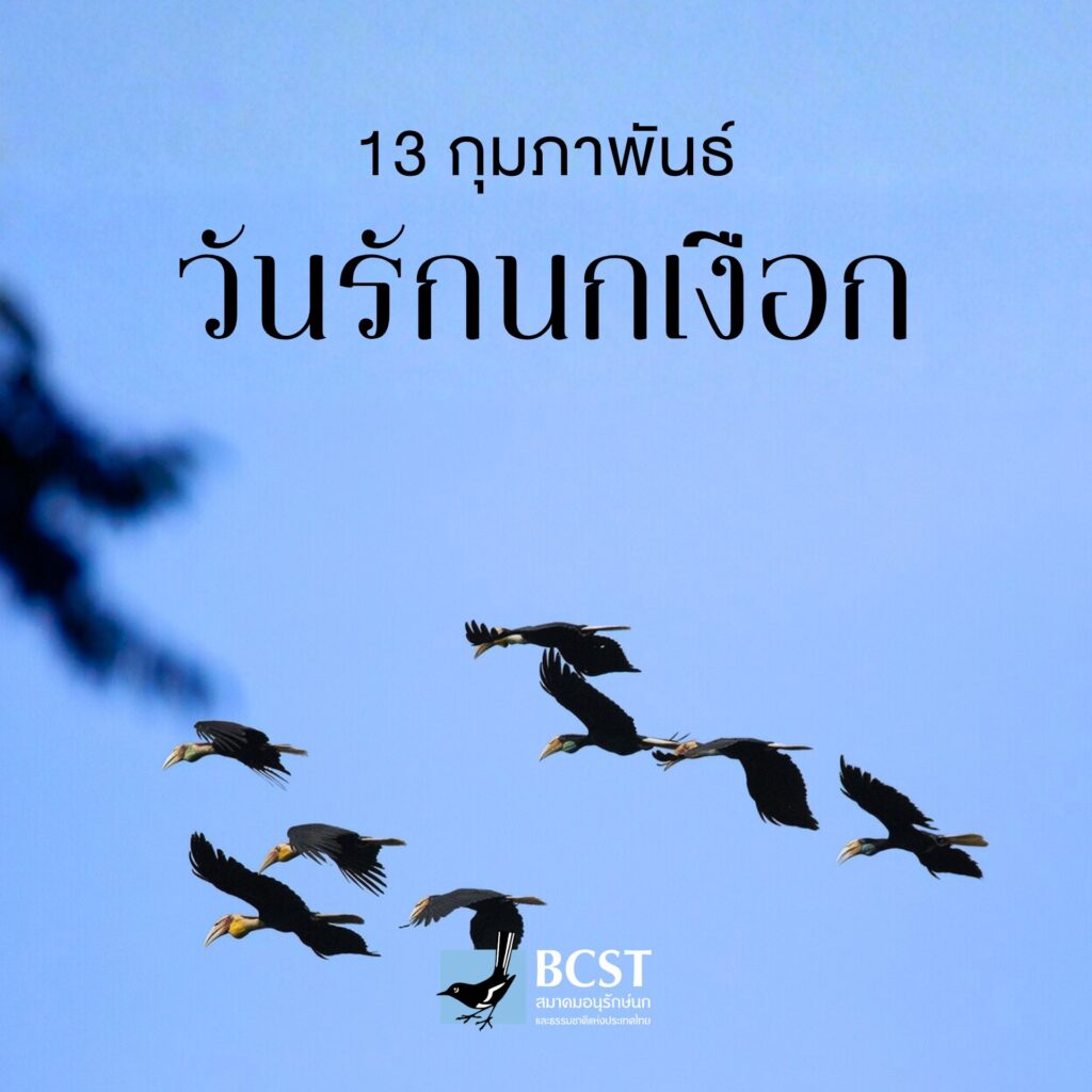 13 กุมภาพันธ์ วันรักนกเงือก