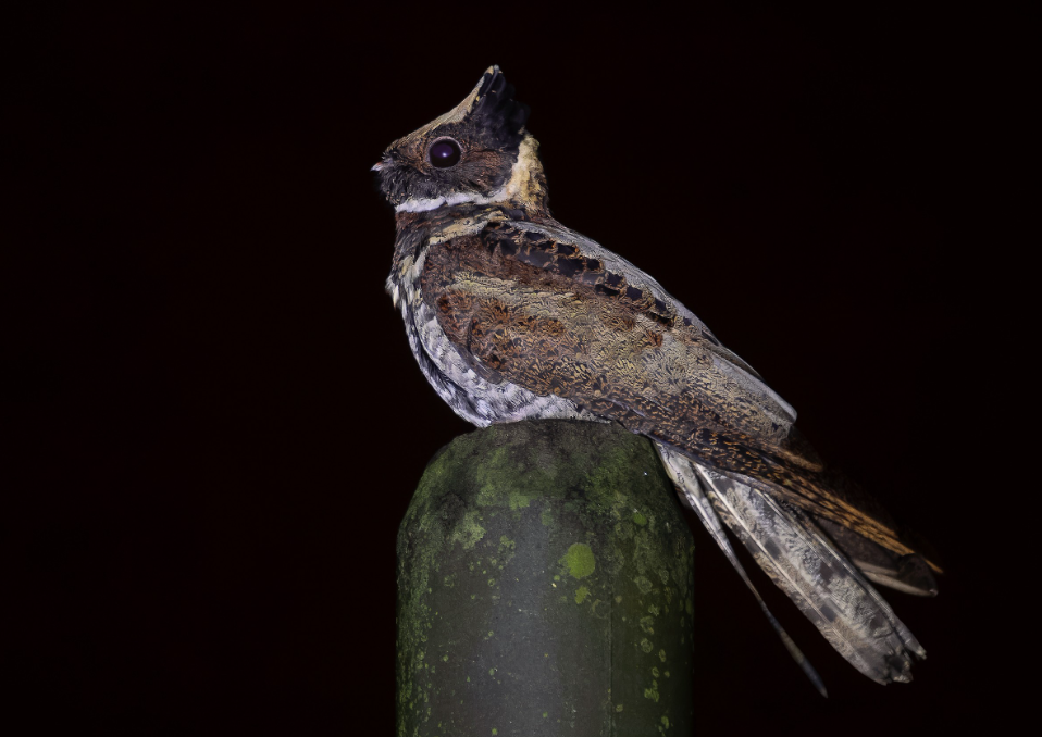 นกตกยุงยักษ์ (Great Eared-nightjar)