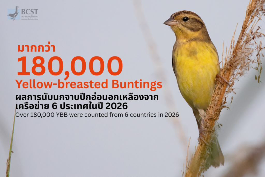 สรุปผลการนับประชากรนกจาบปีกอ่อนอกเหลือง ปี 2026