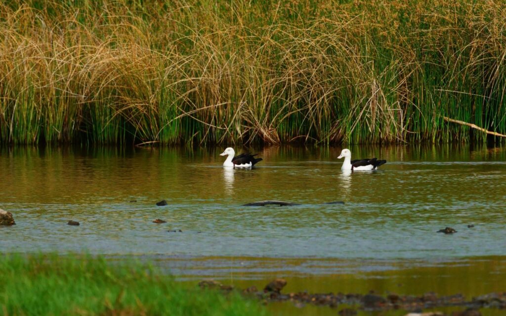 ทำความรู้จัก Radjah Shelduck